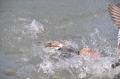 red-crested pochard, pochards-10